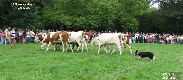 D�monstration sur bovins