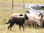 PommiesAGimg4