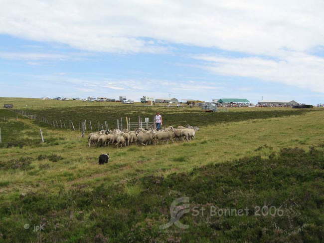 N_Fougere038