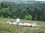 N_Fougere040