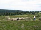 N_Fougere042