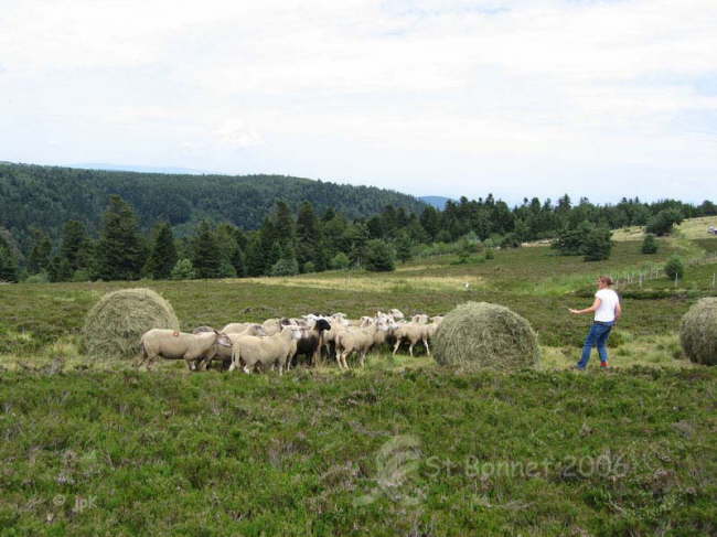 N_Fougere042
