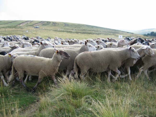 st bonnet 06 124