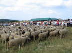 st bonnet 06 127