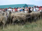st bonnet 06 129