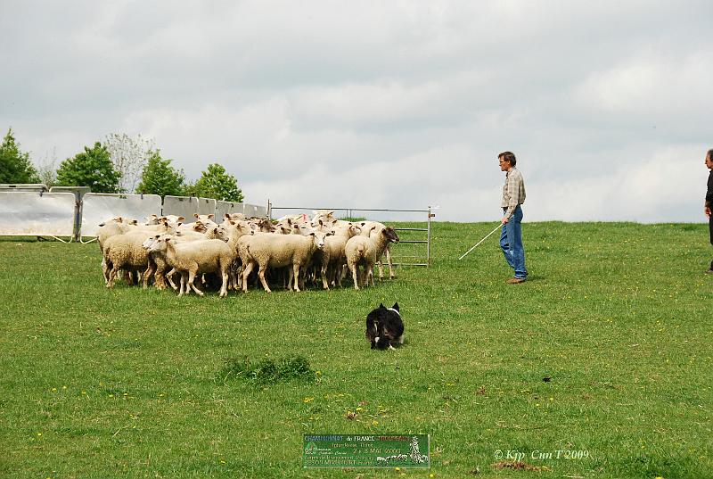 Kjp_9112w.jpg - Pour le bon déroulement du parcours, Etienne va devoir rentrer les brebis dans le parc de tri.Il faut laisser 11 brebis pour le concurrent du "petit parcours"