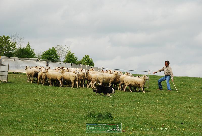 Kjp_9120w.jpg - Pour le bon déroulement du parcours, Etienne va devoir rentrer les brebis dans le parc de tri.Il faut laisser 11 brebis pour le concurrent du "petit parcours"
