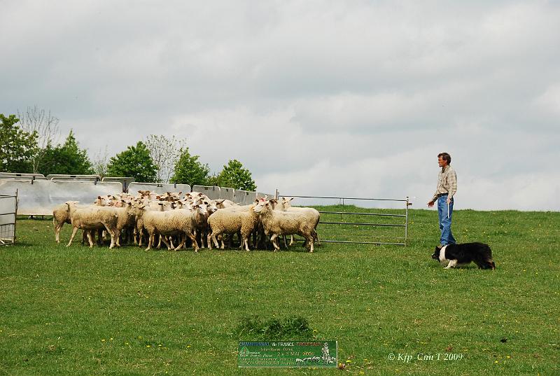 Kjp_9126w.jpg - Pour le bon déroulement du parcours, Etienne va devoir rentrer les brebis dans le parc de tri.Il faut laisser 11 brebis pour le concurrent du "petit parcours"