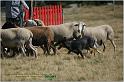 IMG_9453w