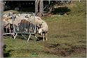 IMG_7018w