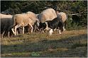 IMG_8519w