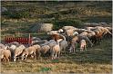 IMG_8524w
