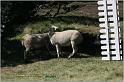 IMG_8921w
