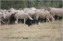 IMG_8354w